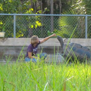 ALDABRA BREEDER