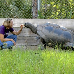 ALDABRA BREEDER
