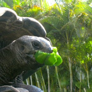 ALDABRA BREEDER