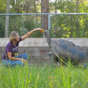 ALDABRA BREEDER