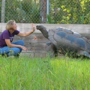 ALDABRA BREEDER