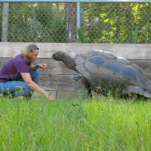 ALDABRA BREEDER