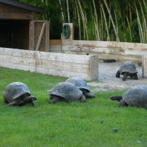 ALDABRA BREEDER