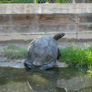 ALDABRA BREEDER