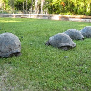 ALDABRA BREEDER