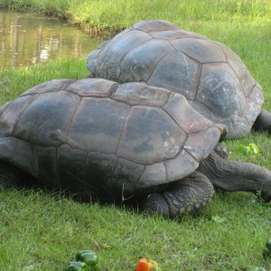 ALDABRA BREEDER