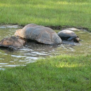 ALDABRA BREEDER