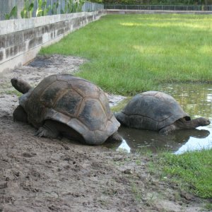 ALDABRA BREEDER