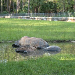ALDABRA BREEDER