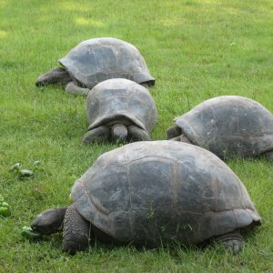 ALDABRA BREEDER