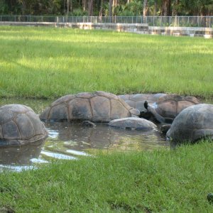 ALDABRA BREEDER