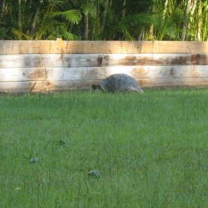ALDABRA BREEDER