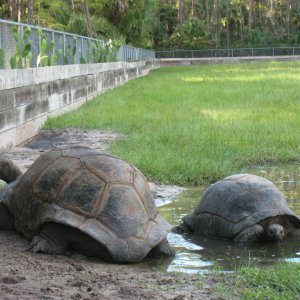 ALDABRA BREEDER