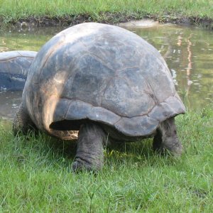 ALDABRA BREEDER