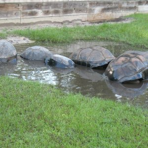 ALDABRA BREEDER