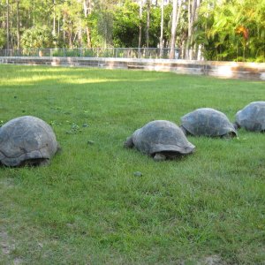 ALDABRA BREEDER