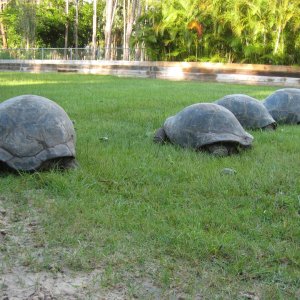 ALDABRA BREEDER