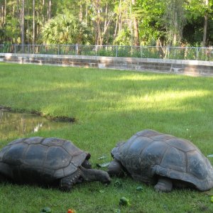 ALDABRA BREEDER