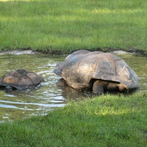 ALDABRA BREEDER