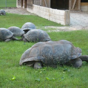 ALDABRA BREEDER