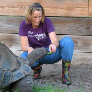 ALDABRA BREEDER