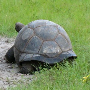 ALDABRA BREEDER