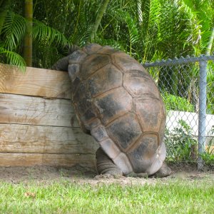 ALDABRA BREEDER