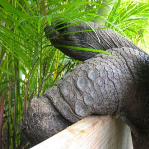 ALDABRA BREEDER