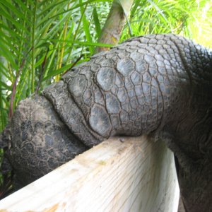 ALDABRA BREEDER