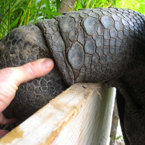 ALDABRA BREEDER