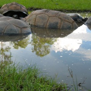 ALDABRA BREEDER