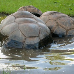 ALDABRA BREEDER