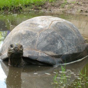 ALDABRA BREEDER
