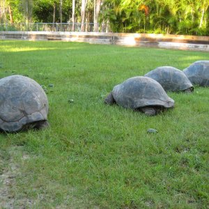 ALDABRA BREEDER
