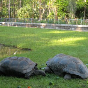 ALDABRA BREEDER
