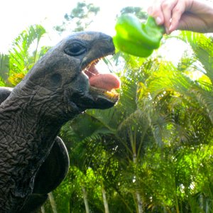 ALDABRA BREEDER