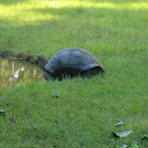 ALDABRA BREEDER