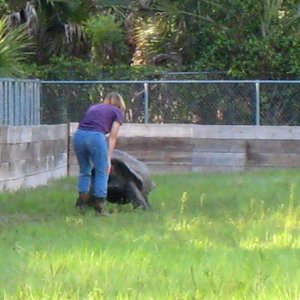 ALDABRA BREEDER