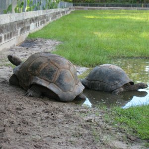 ALDABRA BREEDER