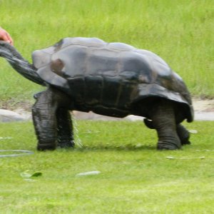 ALDABRA BREEDER