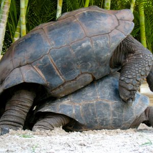 ALDABRA BREEDER