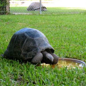 ALDABRA BREEDER