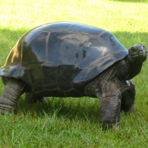 ALDABRA BREEDER