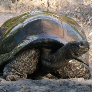 ALDABRA BREEDER