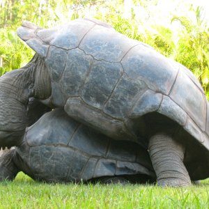ALDABRA BREEDER