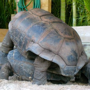 ALDABRA BREEDER