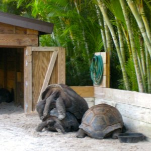 ALDABRA BREEDER