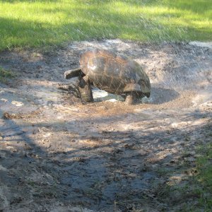 ALDABRA BREEDER