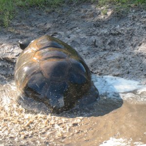 ALDABRA BREEDER