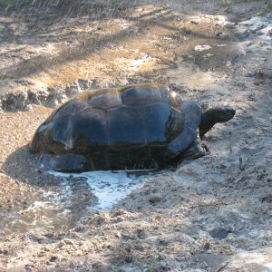 ALDABRA BREEDER